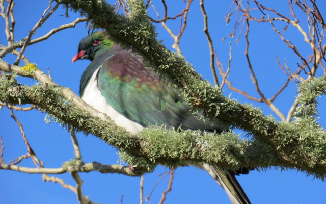 Westwind Homestay B & B