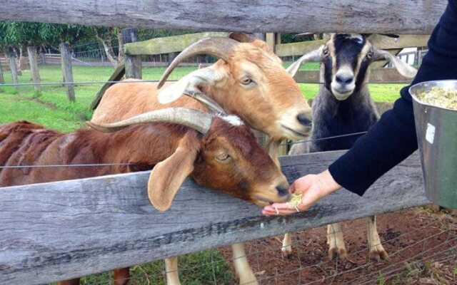 Mango Hill Farm