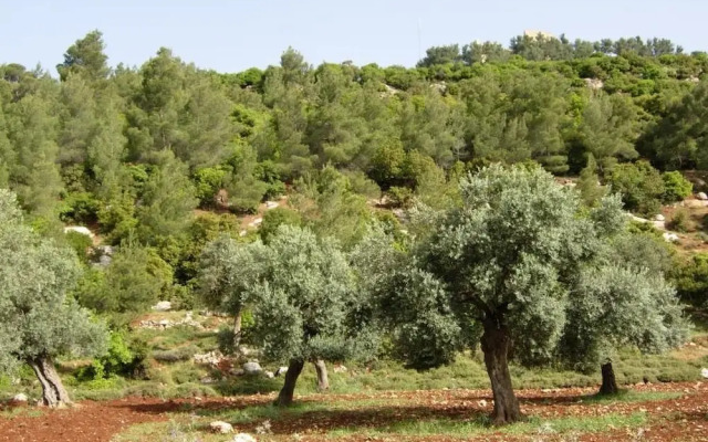 Ajloun Hotel