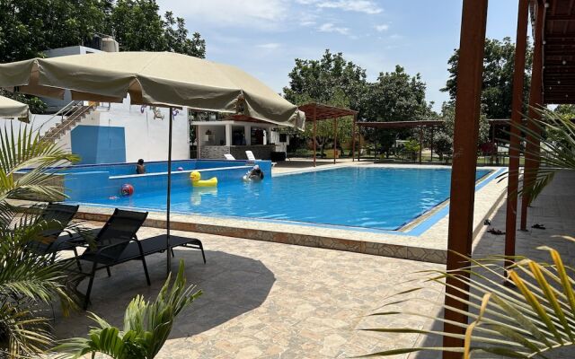 Ica adventures out of the woods