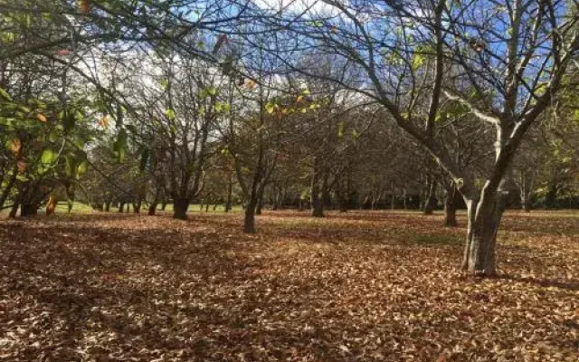 Chestnut Brae Farmstay