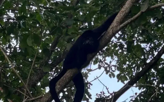 The Howler Riverside Retreat