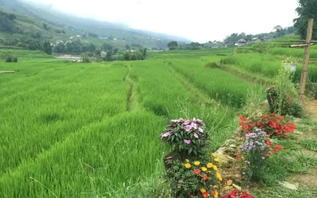 Golden Rice Garden Sapa