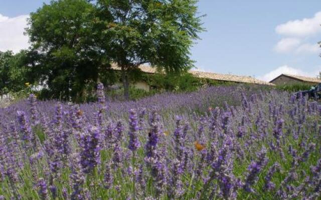 Carrera Della Regina
