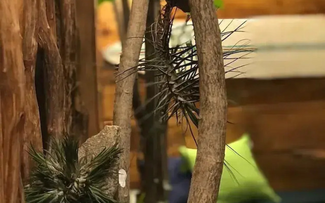 Palms Friendly House