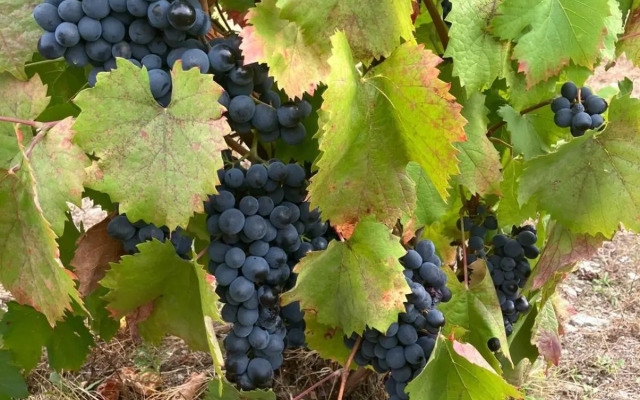 Plácido Hotel Douro - Tabuaço