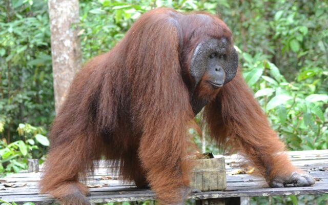 Arut Riverside Orangutan Guest house