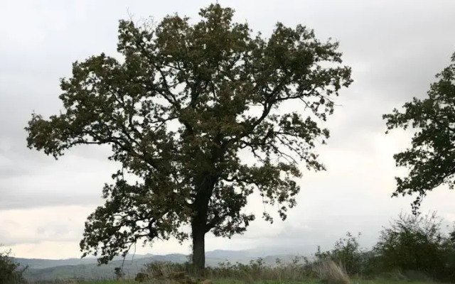 Casale Luna Tra Gli Ulivi