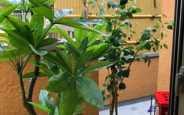 Tokyo Shinjuku Shin-Okubo 和の宿