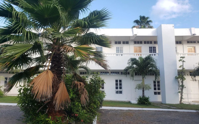 Sea Shell Palms