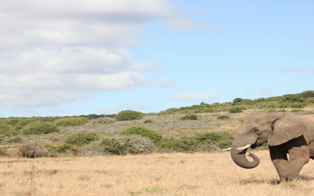 Bukela Game Lodge Amakhala Game Reserve