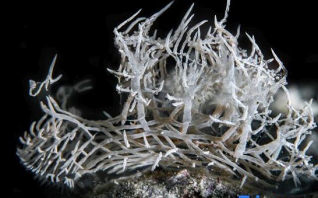 The Three P Beach Resort & Dive Center