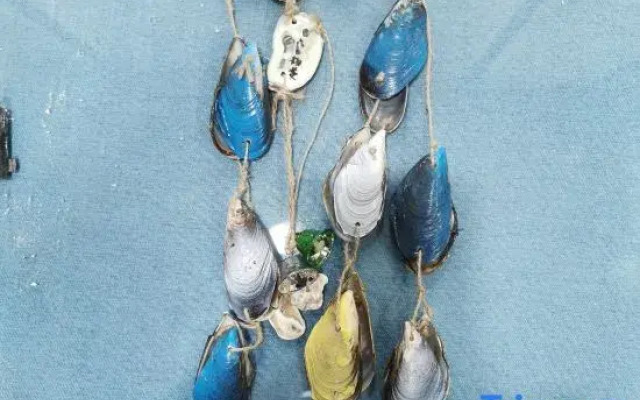 Shengsi Wolfberry Island Occasion Inn