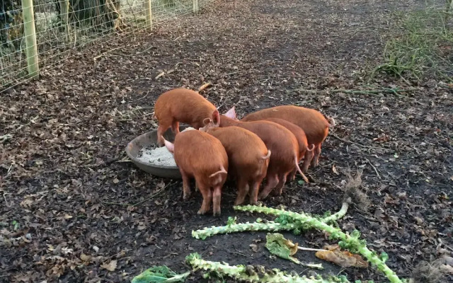 Wyvern Farm