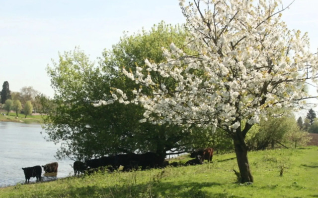 Authentic Holiday Home With a Garden
