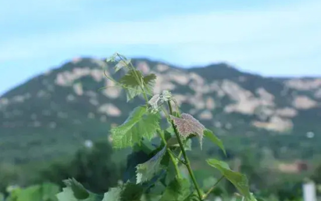 Memedee Manor Homestay