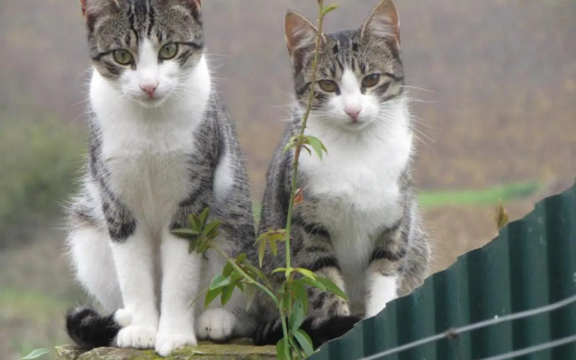 Quinta Sobral Prestige