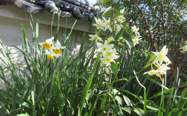 Kashibesso Sakuraso