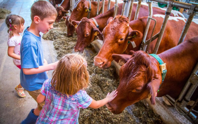 Bauernhof Vorderklinglhub &Landhaus Olga