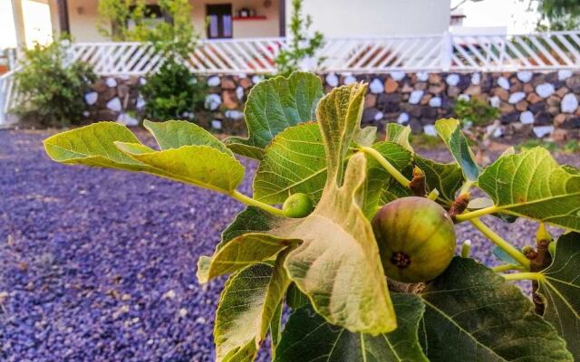 Apple Sorbet by Lovely property