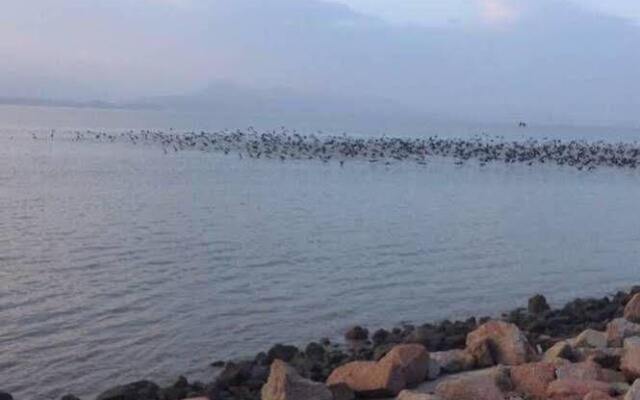 Shenzhen Dameisha Aegean Sea Hotel Apartment