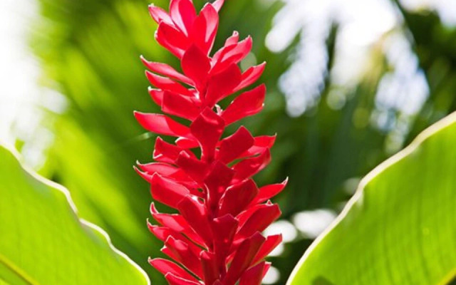 The Holiday Club at Fiji Palms