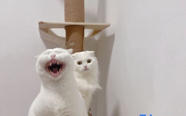 Xiaomi Apartment (Xiamen Gaoqi Airport)