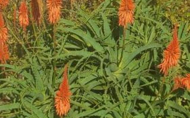 Porto Bleding Hearts 2