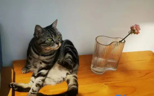 Three Cats Inn