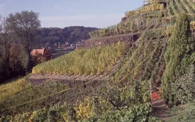 Weingut Martin Schwarz