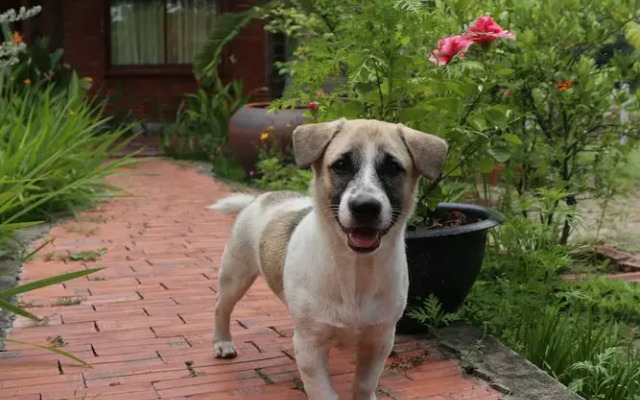 The little garden homestay