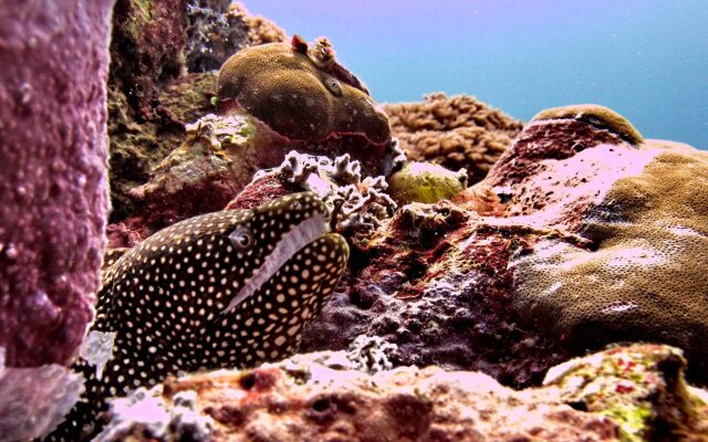 Manta Dive Gili Trawangan Resort