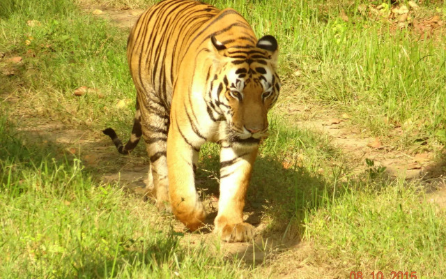 Windsor Tiger Resort