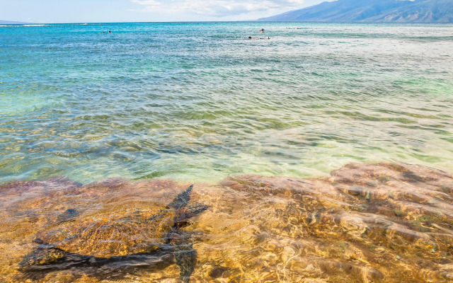 Kaleialoha 402 in Lahaina