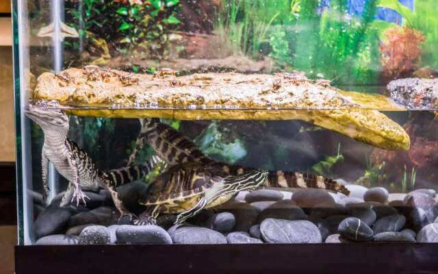 Comfort Suites Palm Bay - Melbourne