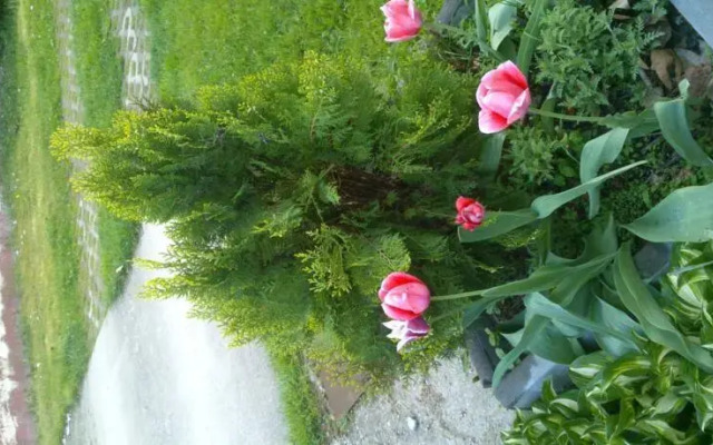 Szentkút Patak Szálló