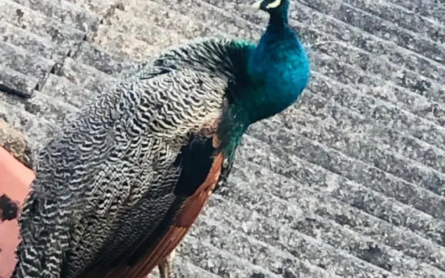 senarathna guest house