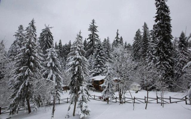 Victoria Borovets