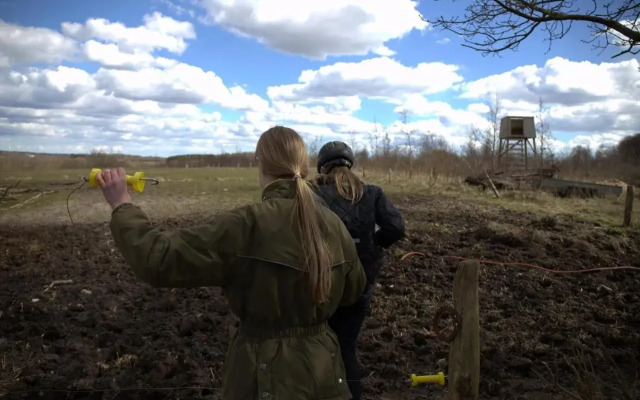 Stutteri Skandi Hest