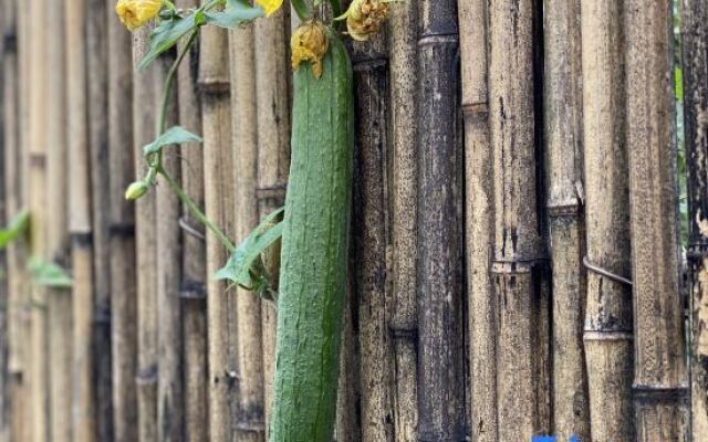 Jiuhuashan Fanshe (Huacheng Temple)