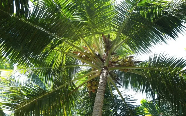 Lime Cabanas Sri Lanka