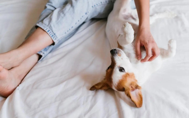 Adosados Alcocebre Suit 3000