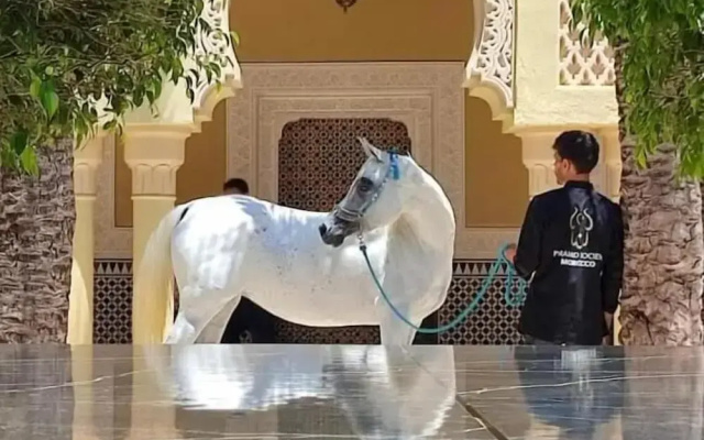 Elaaz Horse Fame