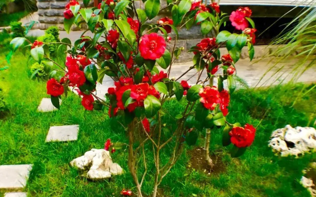 Villa Garden