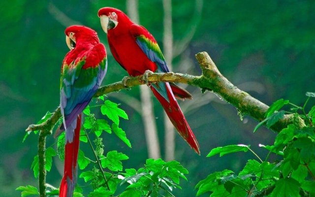 Cinco Ceibas Rainforest Reserve and Adventure Park