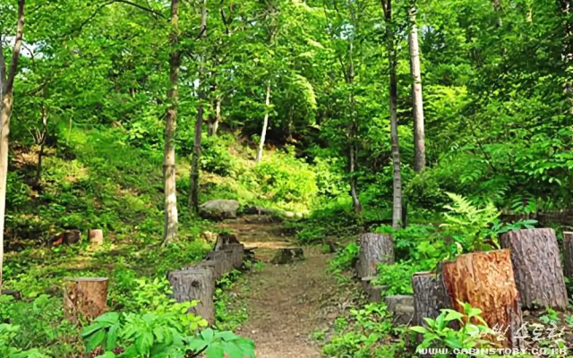 Yangpyeong lime orange