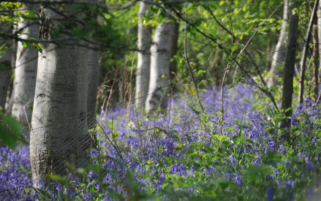 Willowherb Glamping Pod