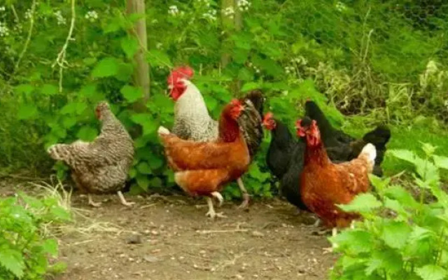 The Old Rectory, Kettlebaston