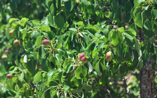 Sa Campaneta Agroturismo