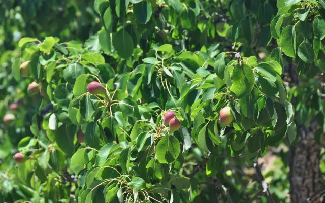 Sa Campaneta Agroturismo